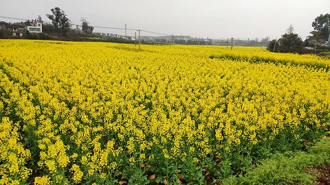 花.1.jpg
